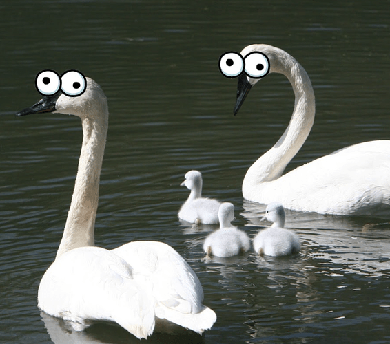 retarded_swans